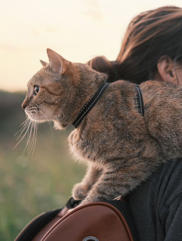 cat wearing harness on person's shoulder cat wearing harness on person's shoulder